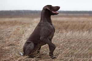 chien de chasse pointeur photo