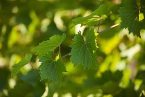 vigne aux feuilles vertes photo