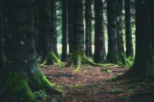 serein des bois avec vieille forêt des arbres et luxuriant feuillage photo