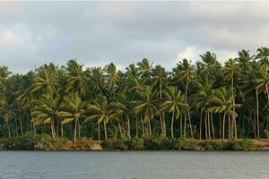 tranquille tropical plage avec paume des arbres et bleu mer. photo