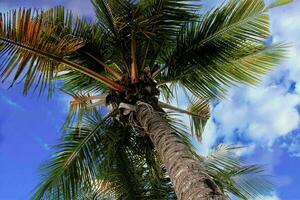 tranquille tropical plage avec paume des arbres et bleu mer. photo