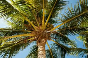 tranquille tropical plage avec paume des arbres et bleu mer. photo