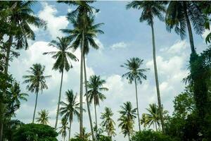 tranquille tropical plage avec paume des arbres et bleu mer. photo