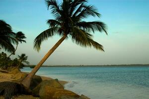 tranquille tropical plage avec paume des arbres et bleu mer. photo