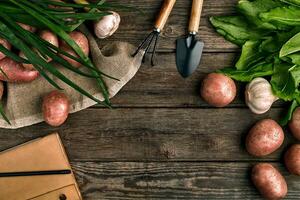 rouge patates sur toile de jute, Ail avec verdure et une jardin bêche et râteau sur une en bois marron Contexte photo