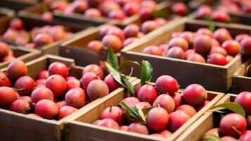 fraîchement choisi cupuaçu fruit de jardin mis dans le des boites. génératif ai photo