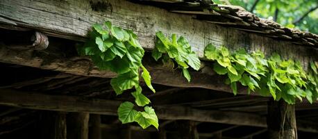 feuilles dans nuances de vert du repos sur vieilli en bois structure photo