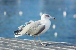 une grande mouette se promène sur les quais photo