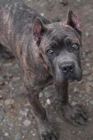 chiot cane corso photo