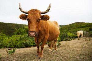 vache rouge avec des courbes de grandes cornes photo