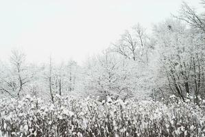 paysage de neige d'hiver photo