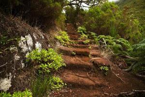 vieil escalier dans la forêt verte dense photo