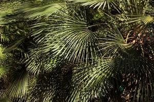 arbuste tropical avec des feuilles en été photo