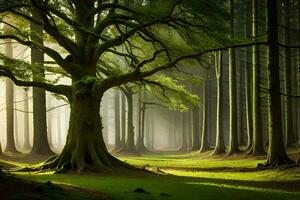 une grand arbre dans le milieu de une forêt. généré par ai photo