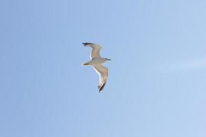 mouette, oiseau qui est généralement en mer. photo