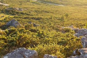 végétation dans la région de Galice, Espagne photo