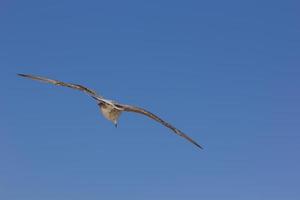 mouette, oiseau qui est généralement en mer. photo