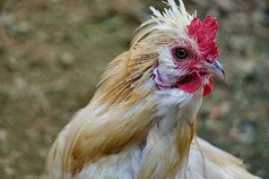 une proche en haut de une coq avec rouge plumes photo