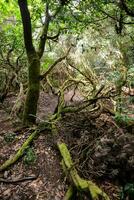 une forêt avec des arbres et les racines dans le milieu photo