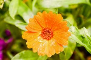 un Orange fleur avec l'eau gouttelettes sur il photo