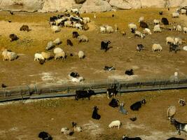 une grand groupe de mouton et chèvres dans un enceinte photo