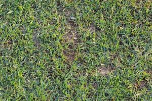 une proche en haut de une herbe champ avec saleté et herbe photo