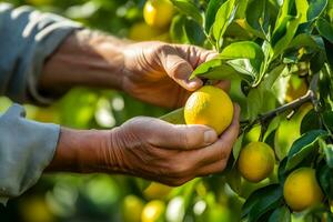 proche en haut de agriculteur Masculin mains cueillette citrons des fruits. biologique nourriture, récolte et agriculture concept. généré ai. photo