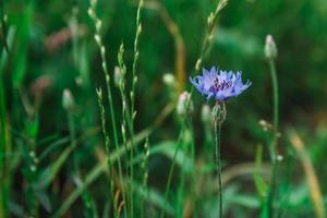 bleuet bleu sur fond d'herbe photo