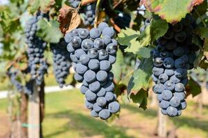 les raisins pendaison sur le vigne photo