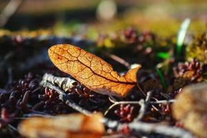 vieille graine de tilleul sèche allongée sur le sol sur des feuilles succulentes et sèches rouges