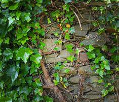 vieux rugueux mur et vert les plantes photo