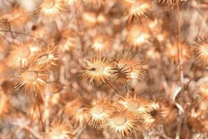 une bouquet de séché fleurs dans le Soleil photo