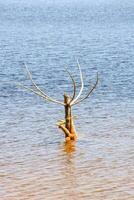 une mort arbre dans le l'eau avec une poisson photo