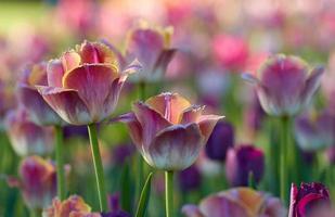fleurs de tulipes dans le jardin