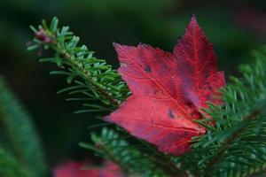 gros plan de feuilles d'érable rouge photo
