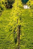 une vignoble avec vert vignes et des arbres photo