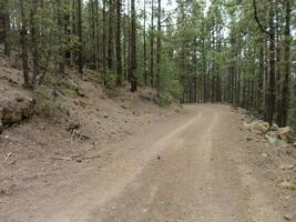 une saleté route dans le milieu de une forêt photo