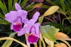 deux violet fleurs sont croissance dans le jardin photo