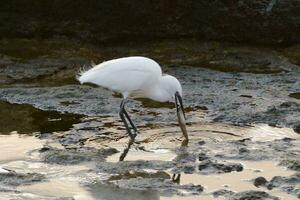 une blanc oiseau avec longue le bec est permanent dans peu profond l'eau photo