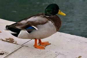 une canard permanent sur une rebord près l'eau photo