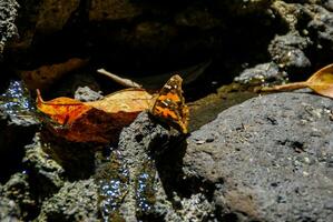 une papillon repos sur une Roche dans le l'eau photo