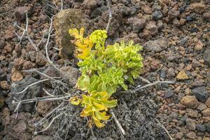 Jaune plante o lave sol photo