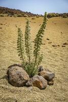 plante sur sec sol à teide photo