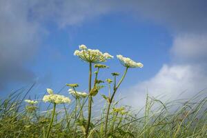 blanc plante avec bleu ciel photo