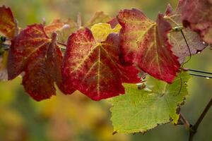 feuilles colorées en automne photo