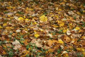 feuilles colorées en automne photo