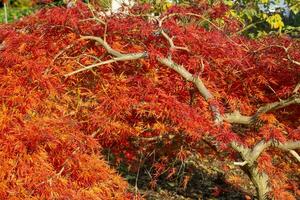 rouge plante et des buissons dans l'automne photo