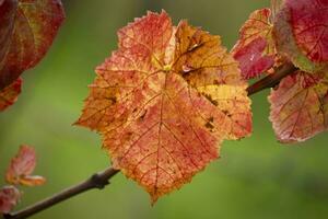 feuilles colorées en automne photo