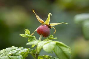 comment, Rose les hanches dans l'automne photo