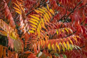 feuilles colorées en automne photo